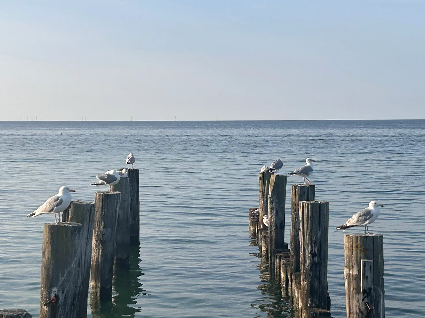 Möwen auf Holzpfählen vor der Ostsee