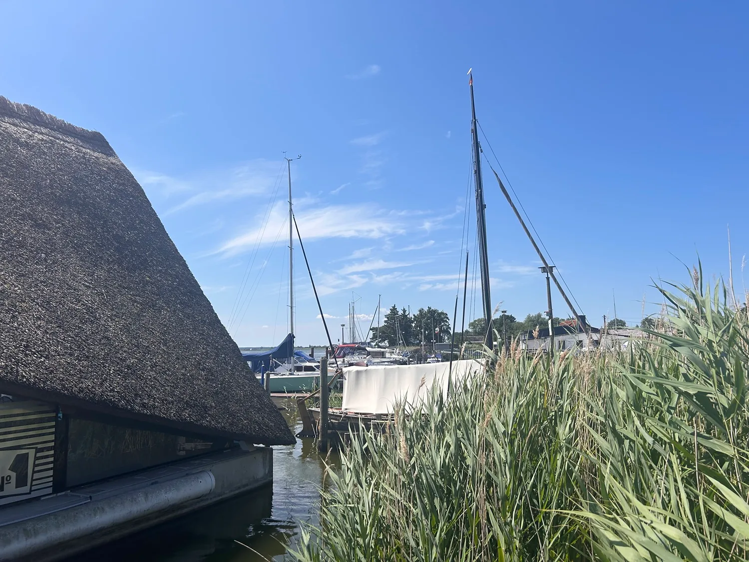 Schilf und Segelboote am Yachthafen Zingst